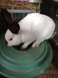 Conigli California di grossa taglia