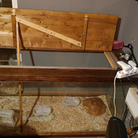 Serpente Elaphe guttata