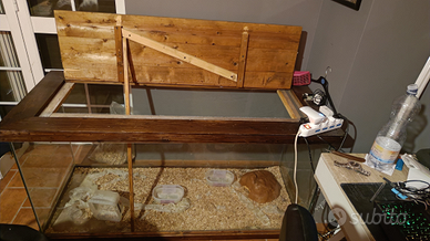 Serpente Elaphe guttata