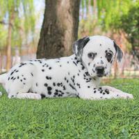 Cucciola di Dalmata