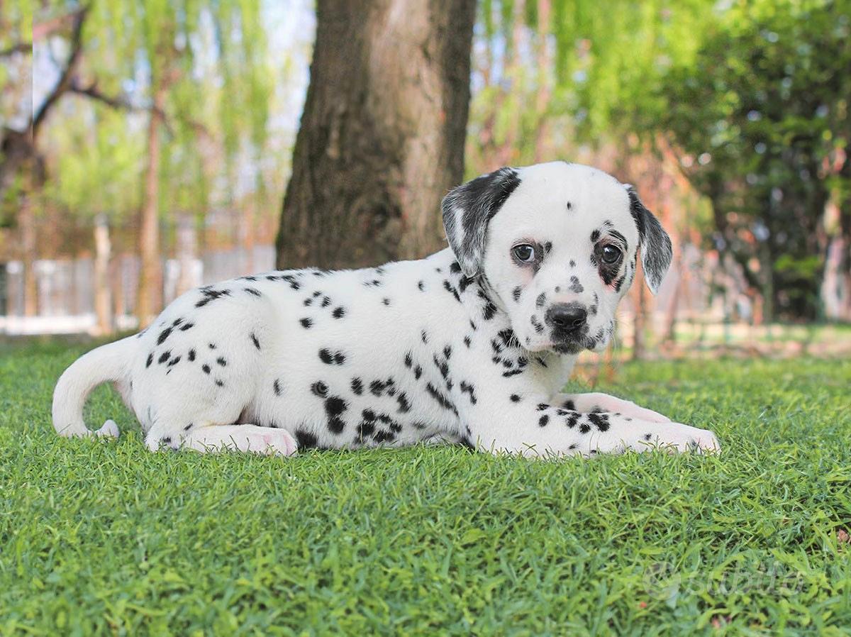 Grazioso sottobicchiere poggiabicchieri con cane dalmata