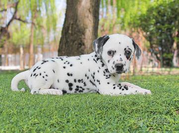 Cucciola di Dalmata