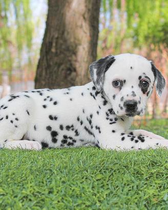Cucciola di Dalmata