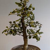 bonsai di agrifoglio