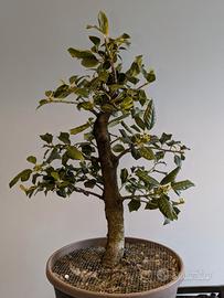 bonsai di agrifoglio