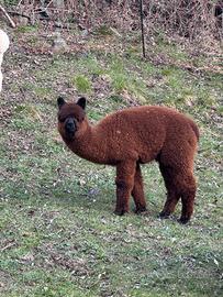 Alpaca