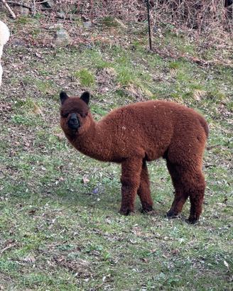 Alpaca