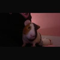 Cavia maschio