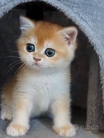 British shorthair golden