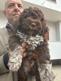 Cuccioli Lagotto