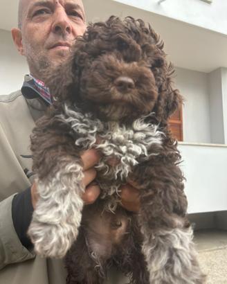 Cuccioli Lagotto