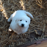 Cuccioli pastore maremmano abruzzese con pedigree