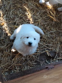 Cuccioli pastore maremmano abruzzese con pedigree