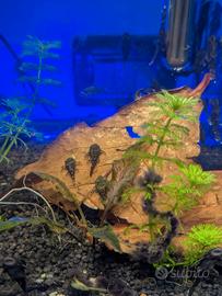 Giovani ancistrus sp