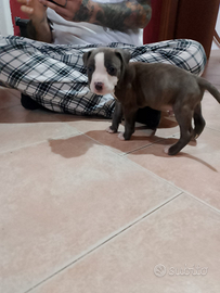 3 cuccioli Pitbull