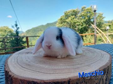 Ultimo cucciolo maschio