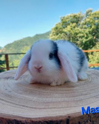 Ultimo cucciolo maschio