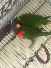 Lori arcobaleno