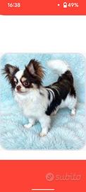 Chihuahua maschio