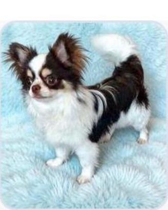 Chihuahua maschio