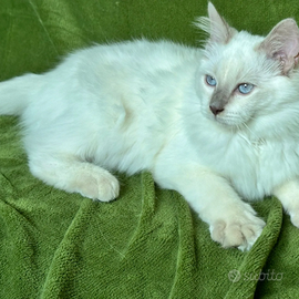 Cucciolo di Ragdoll Blue Zodiac Rosco