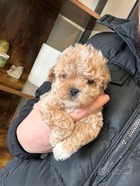 Barboncini toy/mini toy