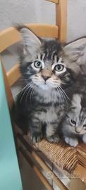 Maine Coon