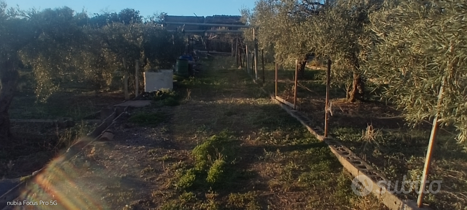Uliveto recintato - Vista 4