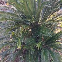 cycas