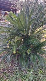 cycas