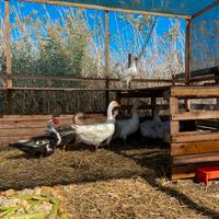 Animali da Uova e Riproduzione