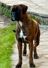 Cucciolone Boxer con pedigree da allevamento