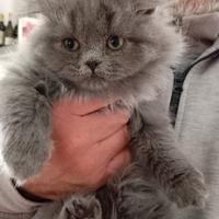 Cucciolata scottish fold & straight con pedigree