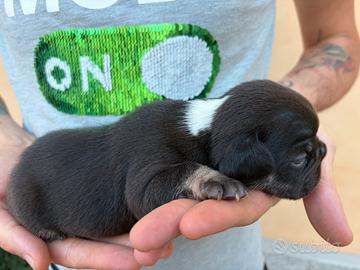 Cuccioli Bulldog Francese
