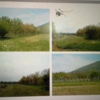 SALCANO SEMINATIVO x Radicchio Rosa