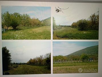 SALCANO SEMINATIVO x Radicchio Rosa