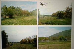 SALCANO SEMINATIVO x Radicchio Rosa