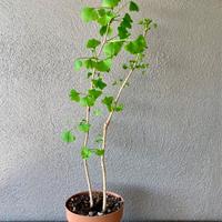 Piante di Gingko Biloba giapponese.