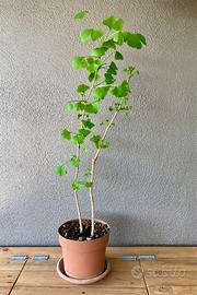 Piante di Gingko Biloba giapponese.