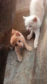Gattini