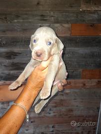 cuccioli weimaraner 