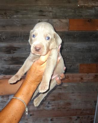 cuccioli weimaraner 