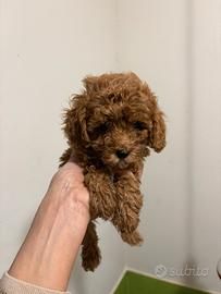 Barboncino red mini toy