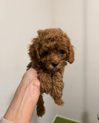 Barboncino red mini toy