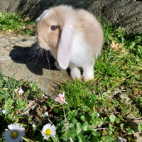 Coniglio ariete nano