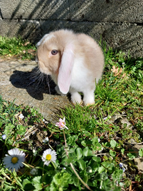 Coniglio ariete nano