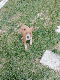 American Staffordshire Terrier