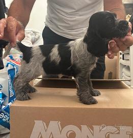 Cuccioli di Cocker Spaniel Inglese