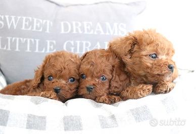 Cucciolata di Barboncini