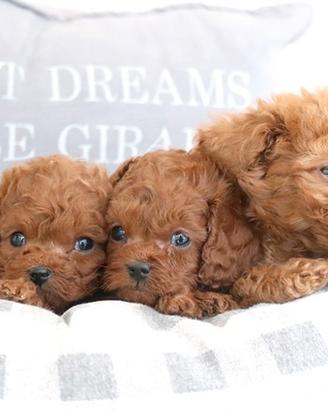 Cucciolata di Barboncini